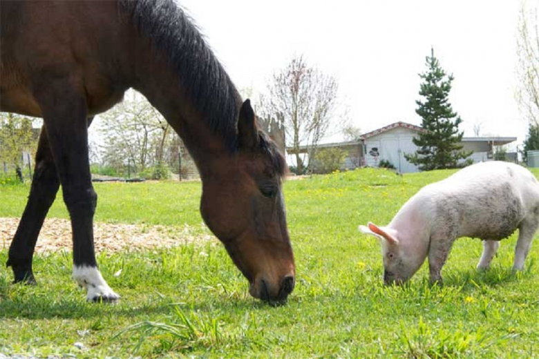 Лошади и свиньи способны различать тон человеческой речи
